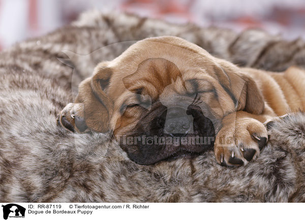 Dogue de Bordeaux Puppy / RR-87119