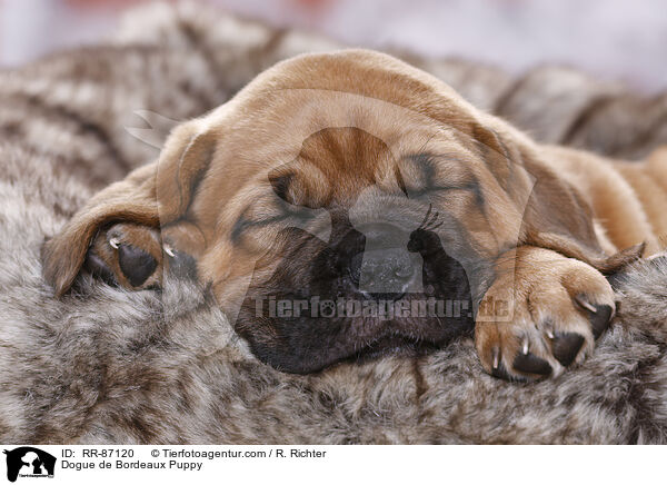 Dogue de Bordeaux Puppy / RR-87120