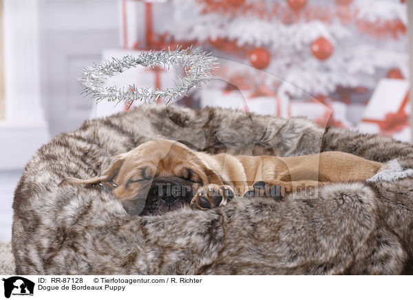 Dogue de Bordeaux Puppy / RR-87128