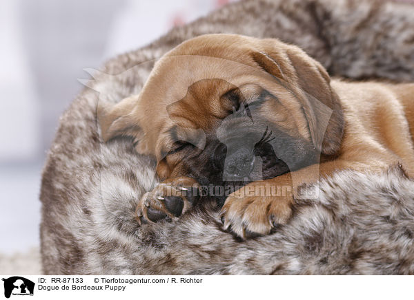 Dogue de Bordeaux Puppy / RR-87133