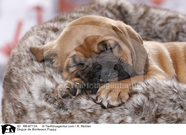 Dogue de Bordeaux Puppy / RR-87134