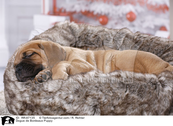 Dogue de Bordeaux Puppy / RR-87135