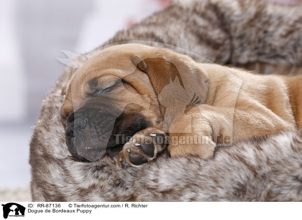 Dogue de Bordeaux Puppy / RR-87136