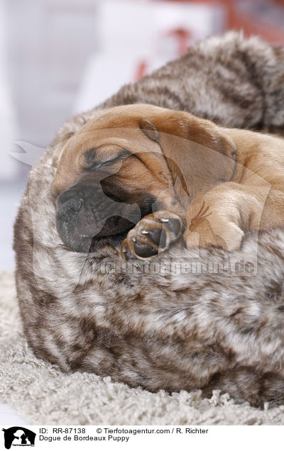 Dogue de Bordeaux Puppy / RR-87138