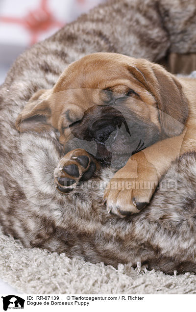Dogue de Bordeaux Puppy / RR-87139