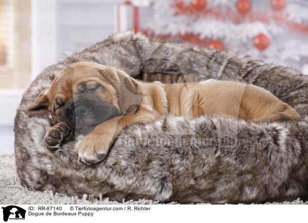 Dogue de Bordeaux Puppy / RR-87140