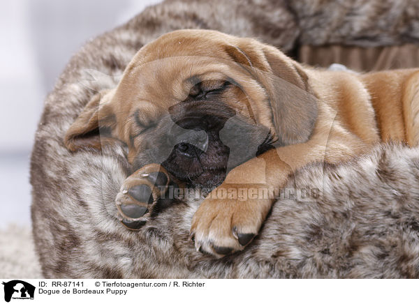 Dogue de Bordeaux Puppy / RR-87141