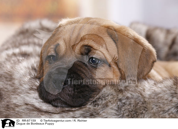 Dogue de Bordeaux Puppy / RR-87159