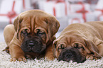 2 Dogue de Bordeaux Puppies