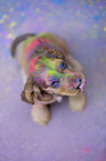 English Cocker Spaniel puppy with holi colours