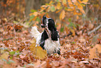 English Cocker Spaniel in autumn