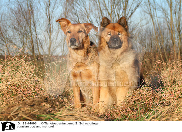 eurasian dog and mongrel / SS-44096