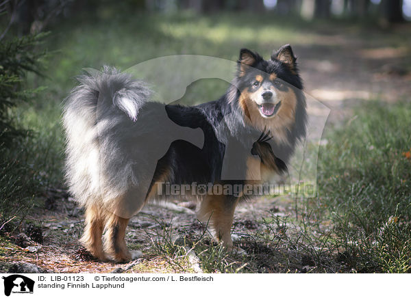 stehender Finnischer Lapphund / standing Finnish Lapphund / LIB-01123