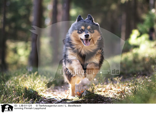 rennender Finnischer Lapphund / running Finnish Lapphund / LIB-01125