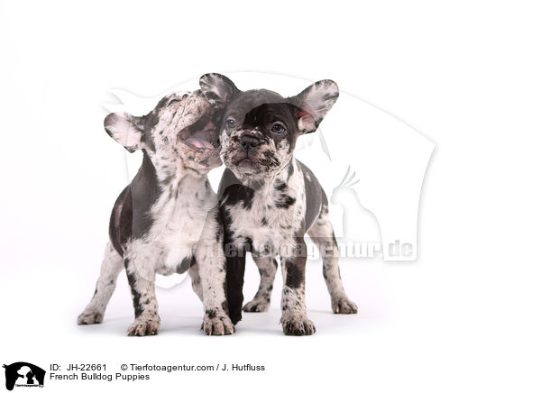 French Bulldog Puppies / JH-22661