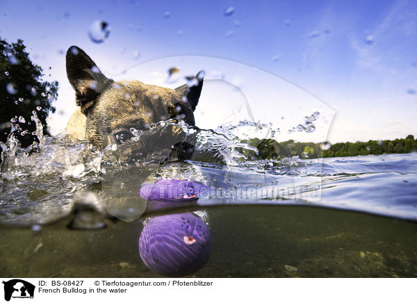 Franzsische Bulldogge im Wasser / French Bulldog in the water / BS-08427