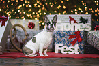 French Bulldog in christmas deko