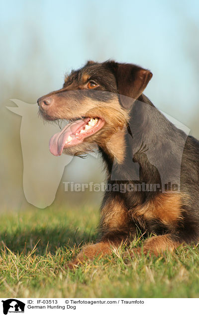 German Hunting Dog / IF-03513
