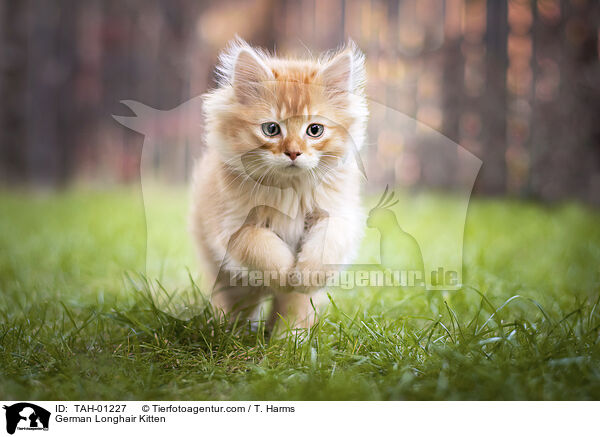 German Longhair Kitten / TAH-01227