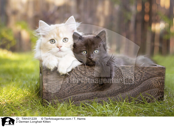 2 German Longhair Kitten / TAH-01229