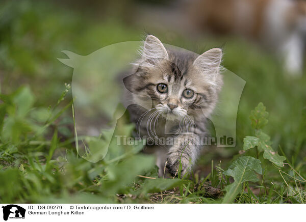 German Longhair Kitten / DG-09279