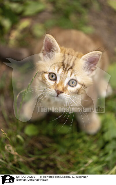 German Longhair Kitten / DG-09292