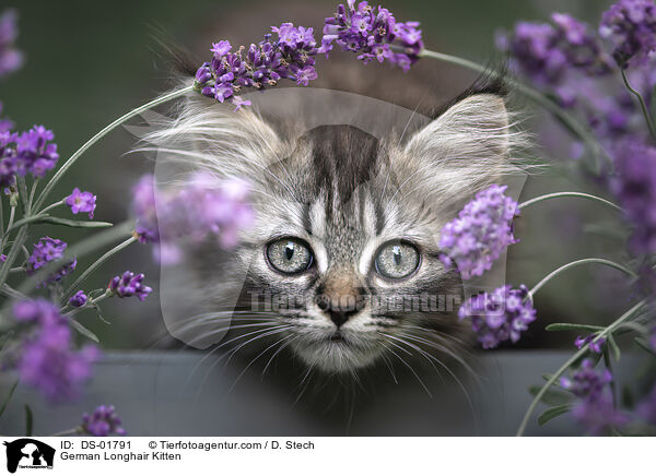 German Longhair Kitten / DS-01791