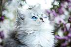 German Longhair kitten portrait