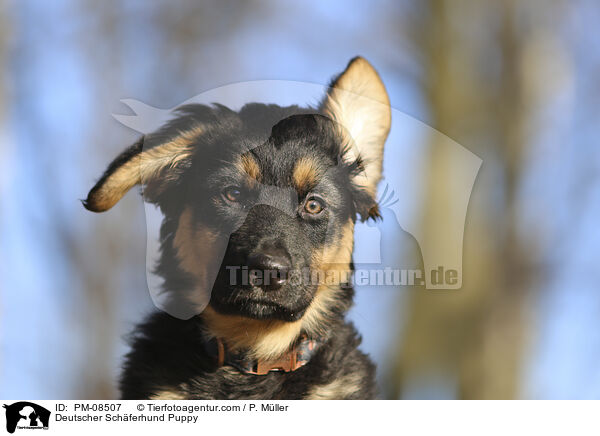 Deutscher Schferhund Puppy / PM-08507
