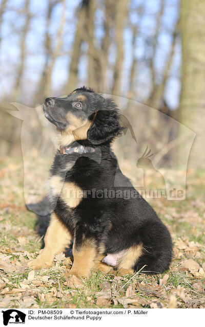 Deutscher Schferhund Puppy / PM-08509