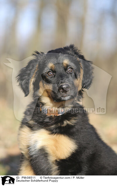 Deutscher Schferhund Puppy / PM-08511