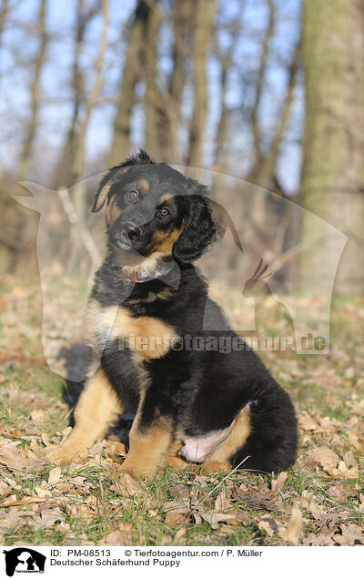 Deutscher Schferhund Puppy / PM-08513