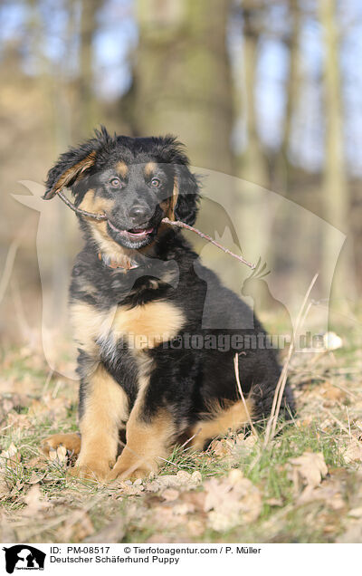 Deutscher Schferhund Puppy / PM-08517
