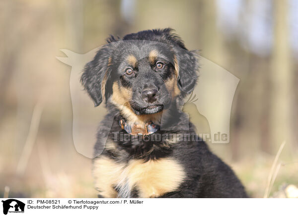 Deutscher Schferhund Puppy / PM-08521