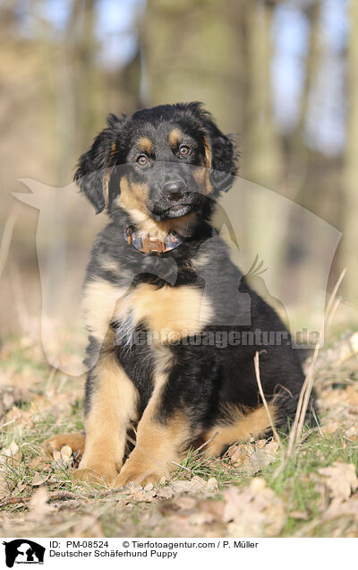 Deutscher Schferhund Puppy / PM-08524