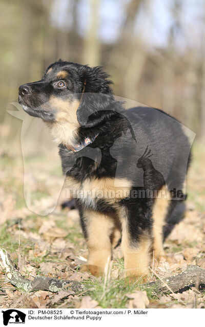 Deutscher Schferhund Puppy / PM-08525