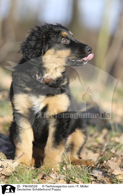 Deutscher Schferhund Puppy / PM-08526