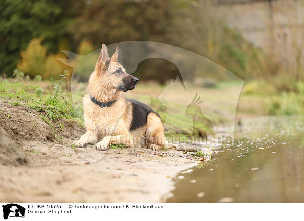 German Shepherd / KB-10525