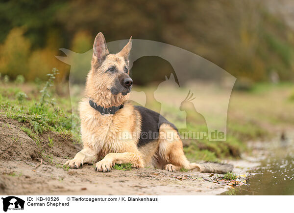 German Shepherd / KB-10526