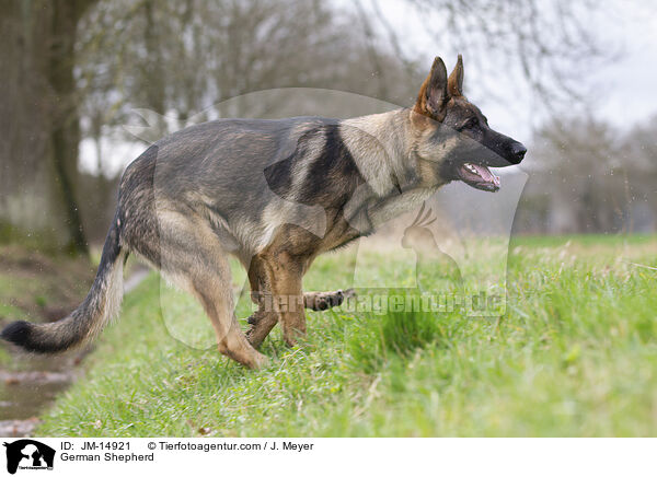 German Shepherd / JM-14921