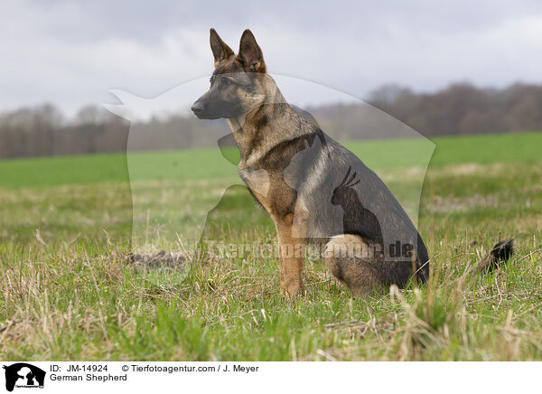German Shepherd / JM-14924