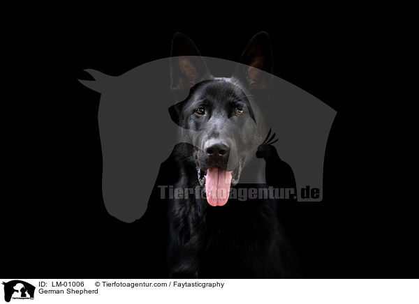 Deutscher Schferhund / German Shepherd / LM-01006