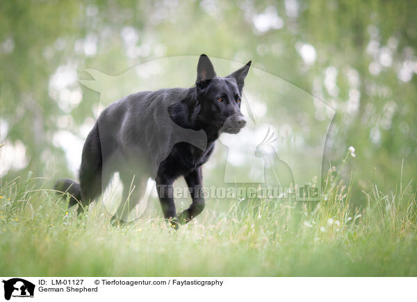 Deutscher Schferhund / German Shepherd / LM-01127