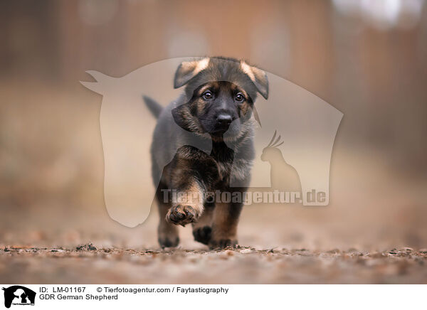 DDR Deutscher Schferhund / GDR German Shepherd / LM-01167