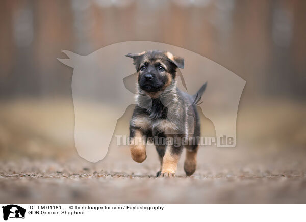 DDR Deutscher Schferhund / GDR German Shepherd / LM-01181