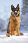 German Shepherd sits in the snow