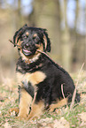 Deutscher Schferhund Puppy