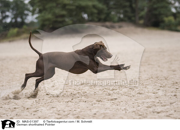 German shorthaired Pointer / MAS-01397