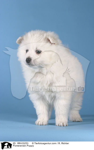 Pomeranian Puppy / RR-03253