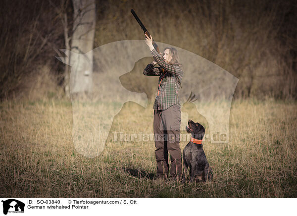 German wirehaired Pointer / SO-03840